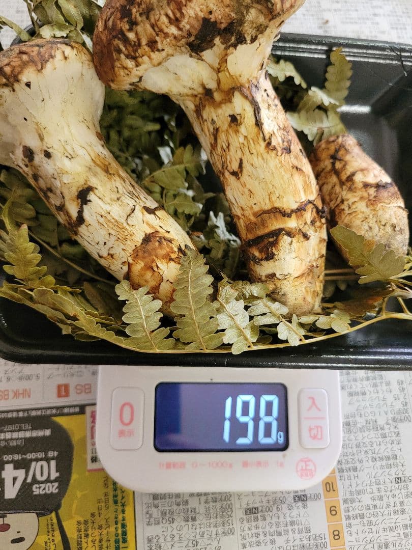 10月18日採り 岩手県産 松茸 マツタケ 国産 まつたけ