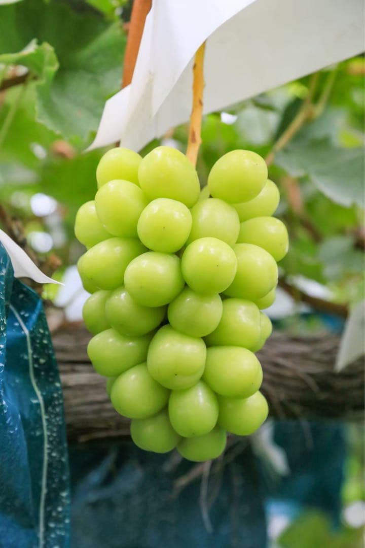 ☆7~8房ぶどうの玉手箱☆4kg（クイーンルージュ．紅環）