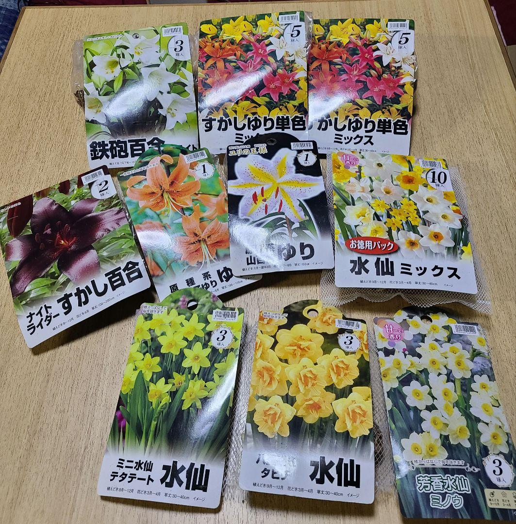 球根セット ①②③④ あずき様