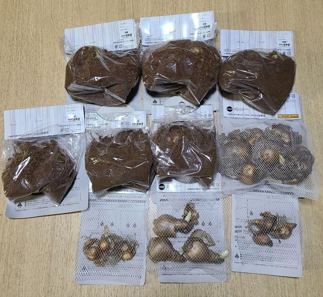 球根セット ①②③④ あずき様