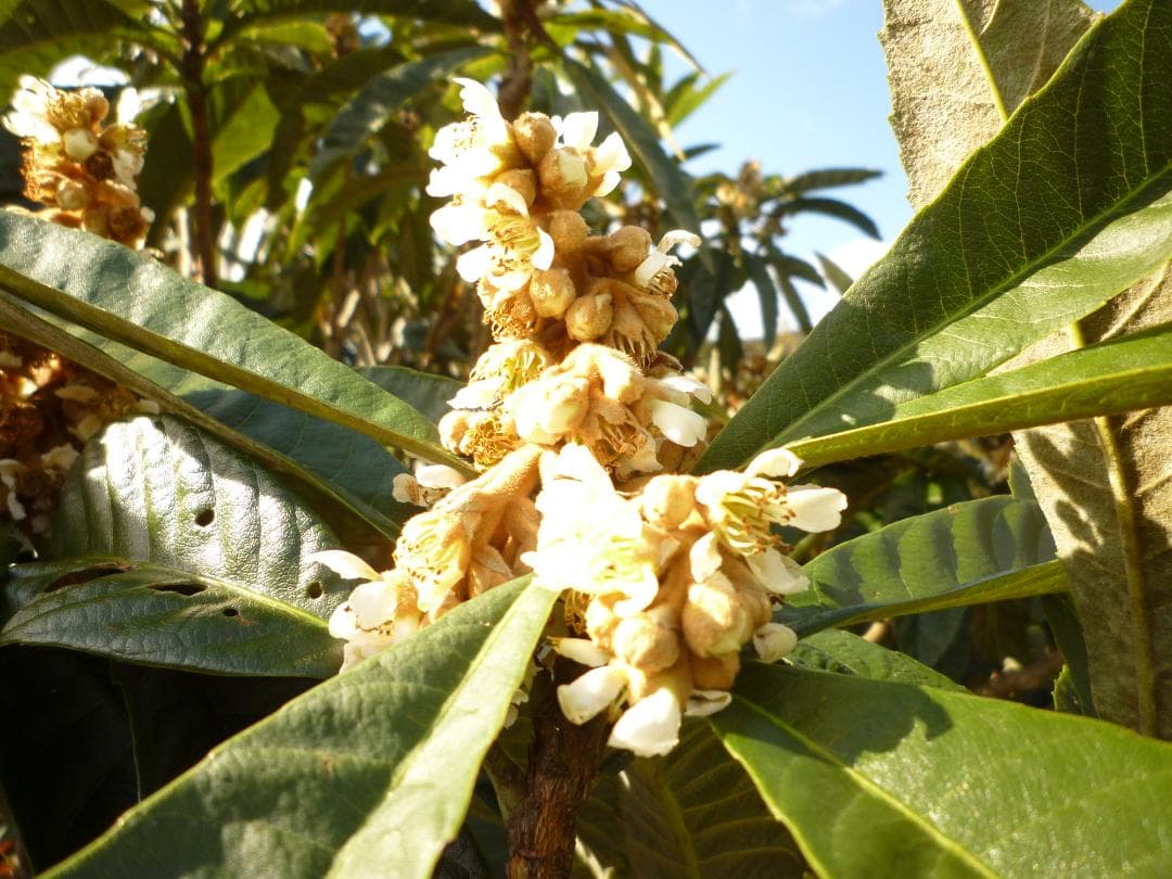 安心の日本みつばち 芳醇糖度80・81％ 優良品 非加熱 春はちみつ1,100ｇ