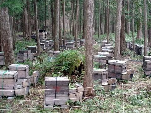 リピーター多数　国産百花蜜 梅酒瓶入　おまけ付　生産者価格で大放出