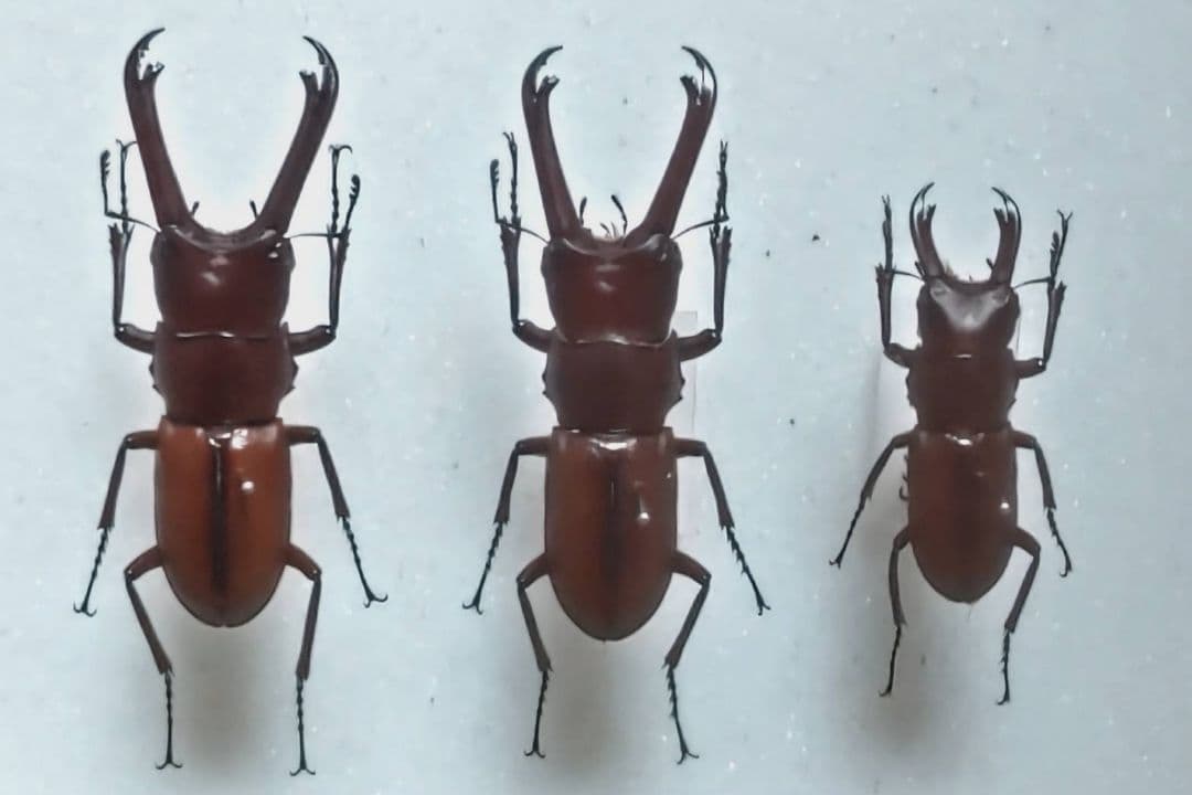 エレガンスクワガタ 標本