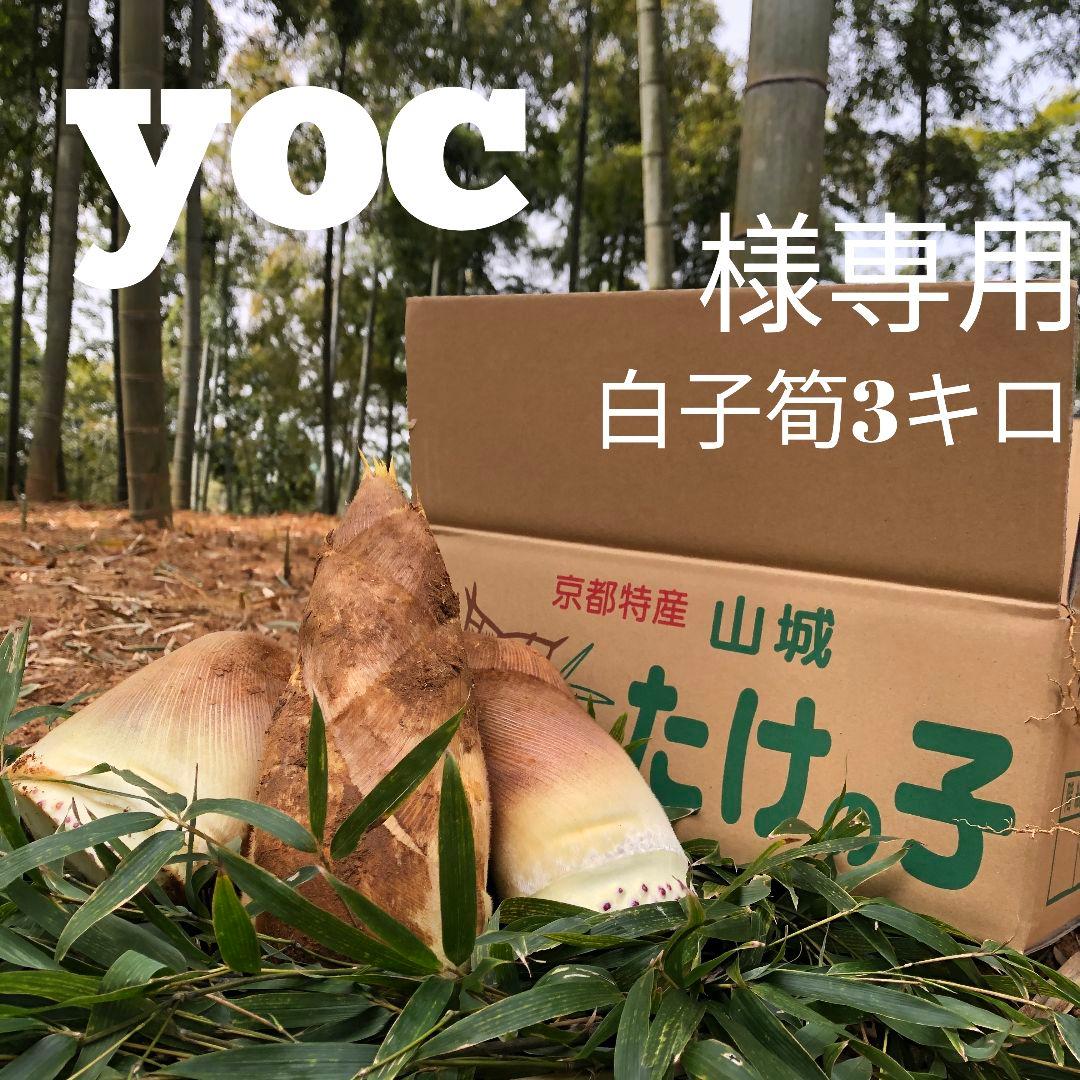 yoc 白子筍3キロ