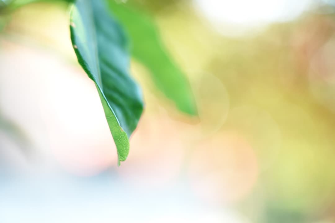 SONY SEL24105G FE24-105mm F4 G 美品 防湿庫保管