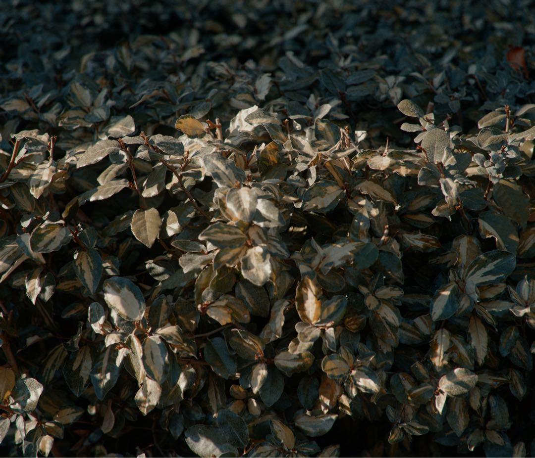 【作例有】Nikon Z7＋SHOTEN マウントアダプター