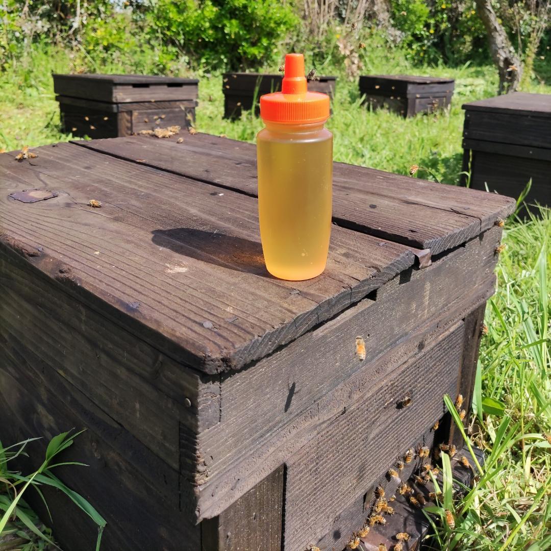 ☀️アカシア蜂蜜１０本　生はちみつ　非加熱ハチミツ