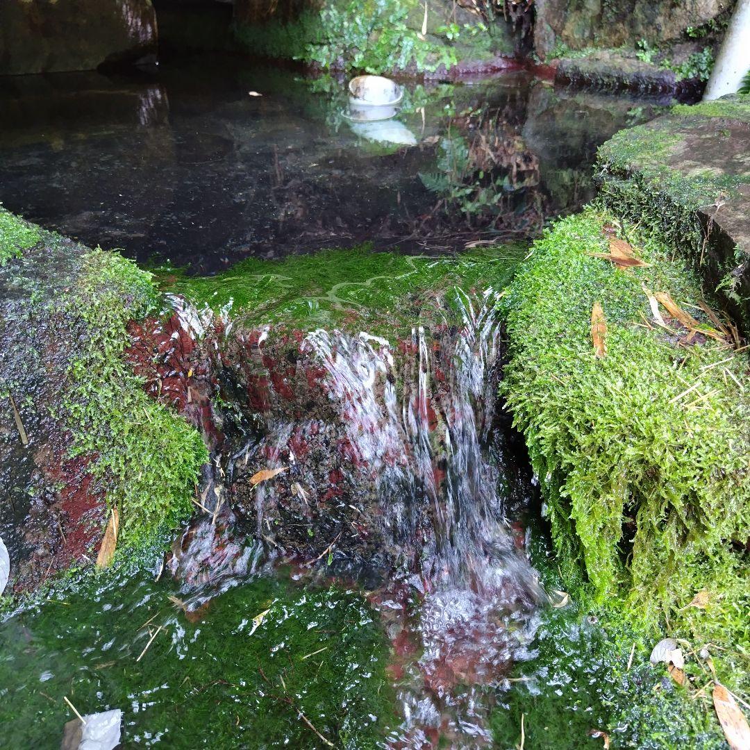 限定 標高600m一番湧水で育った農薬不使用 玄米2025年大分県産直送30kg