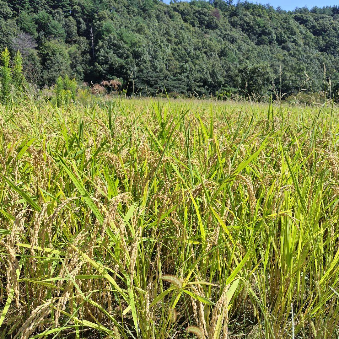 限定 標高600m一番湧水で育った農薬不使用 玄米2025年大分県産直送30kg