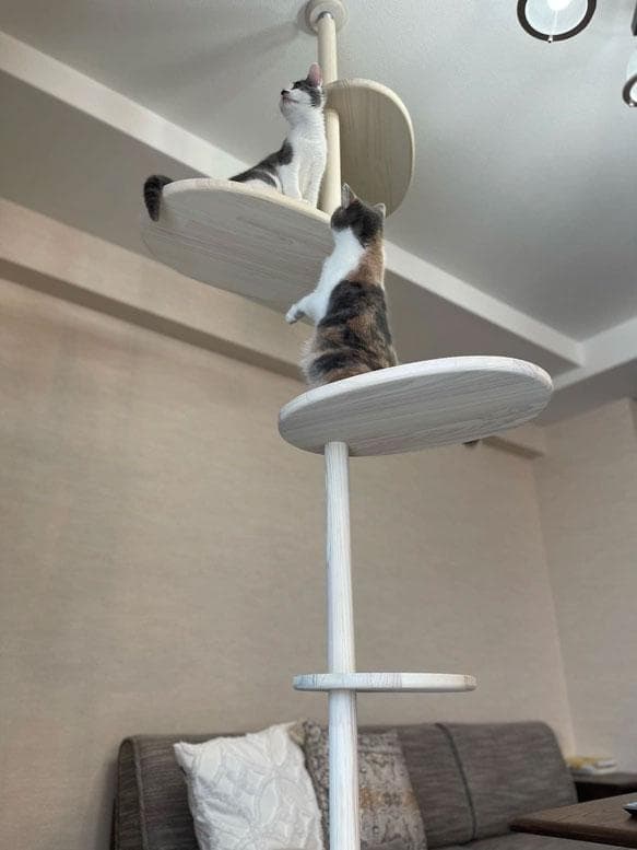 popichan　天然木　突っ張り型キャットタワー 5段 　2ｍ40ｃｍ