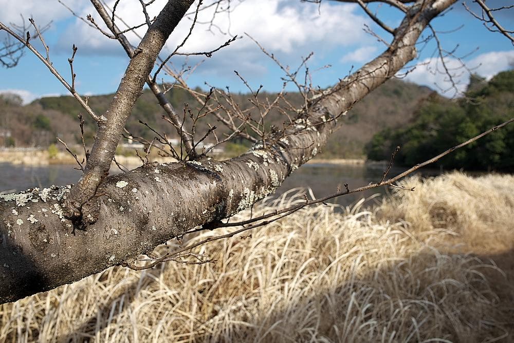 【やや難あり】TAMRON SP35mm F1.8 ニコン