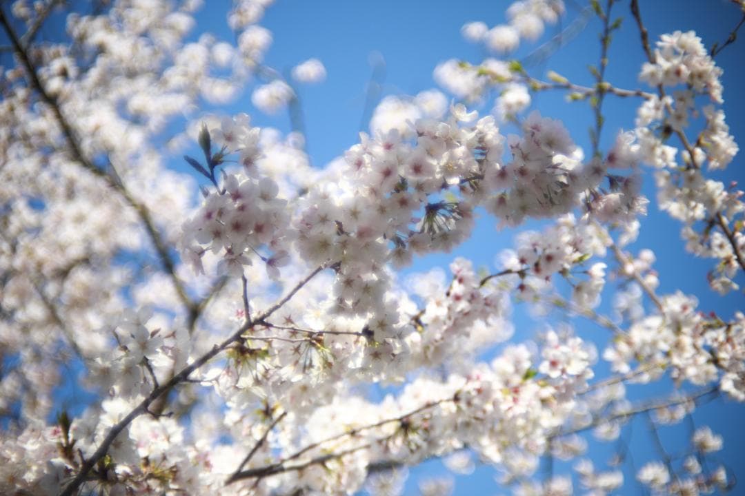 フ*口様 整備済 OLYMPUS OM-SYSTEM ZUIKO 35mm f2