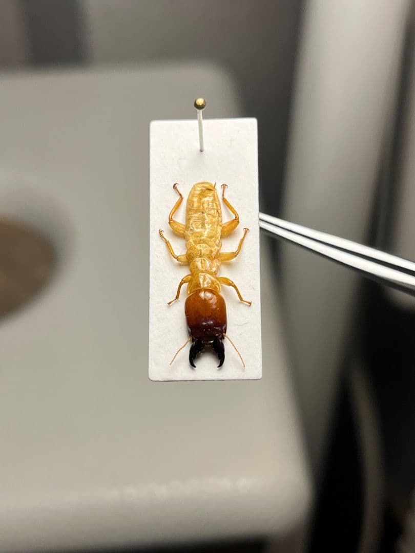 【21mm】オオシロアリ 標本 ゴキブリパラポネラ キバハリアリ ウロコアリ 蟻