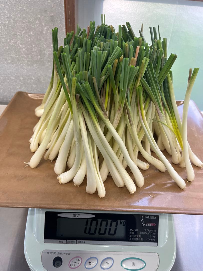 やま　3キロ　島らっきょう