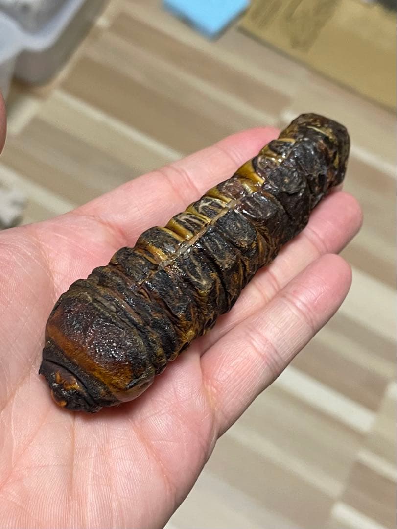 オ*ク様 スジバネトゲフチオオウスバカミキリ　標本　幼虫