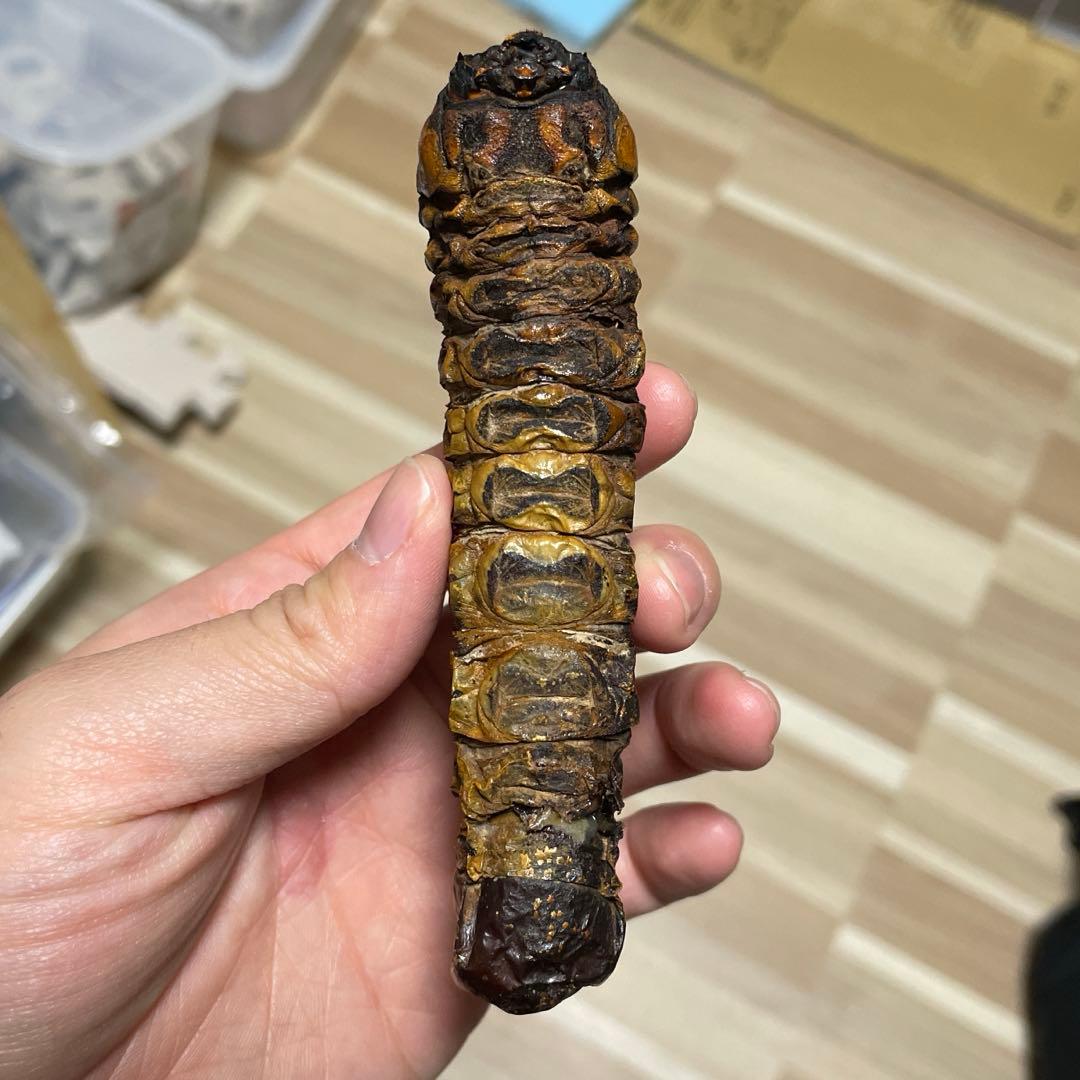 オ*ク様 スジバネトゲフチオオウスバカミキリ　標本　幼虫