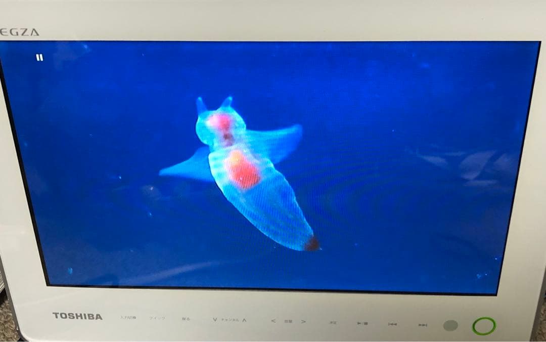 東芝　防水　ポータブルブルーレイプレーヤー　SD-BP1000WP ワンセグ対応