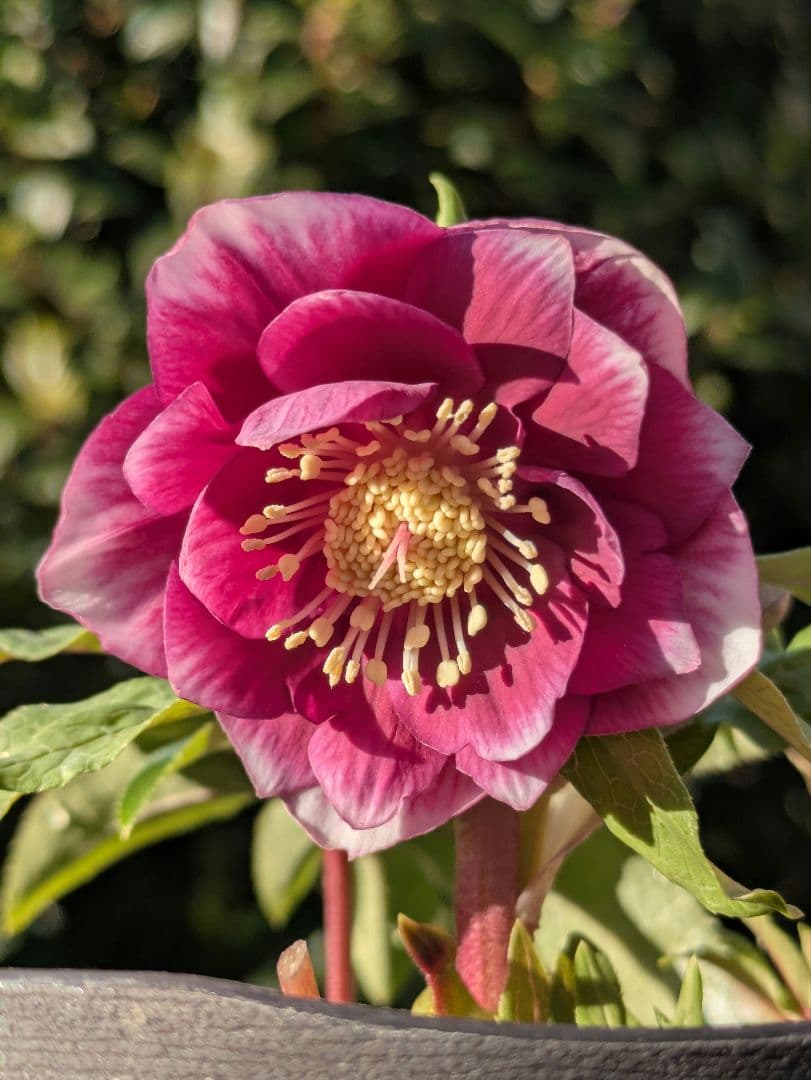 【広瀬園芸】クリスマスローズ　ソレイユ系dd 整形花