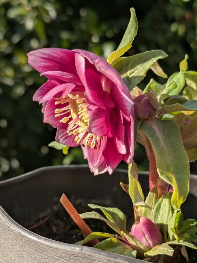 【広瀬園芸】クリスマスローズ　ソレイユ系dd 整形花