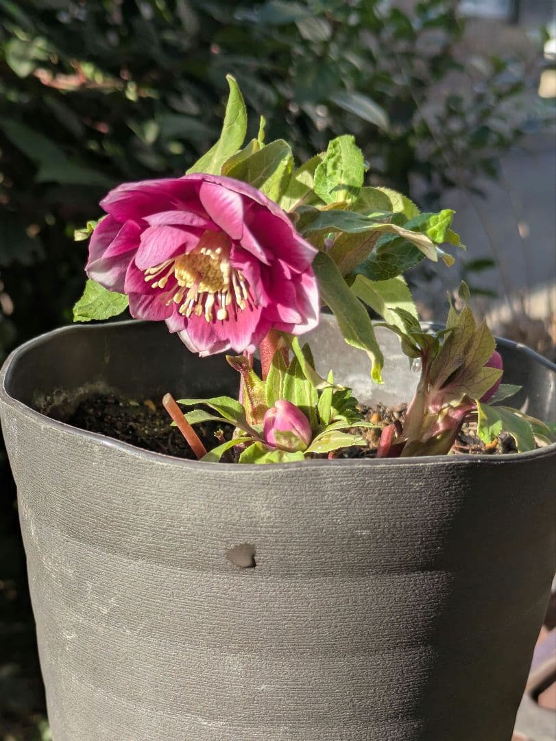 【広瀬園芸】クリスマスローズ　ソレイユ系dd 整形花