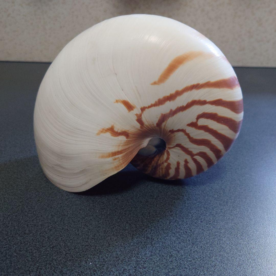 オウムガイの殻 3個セット