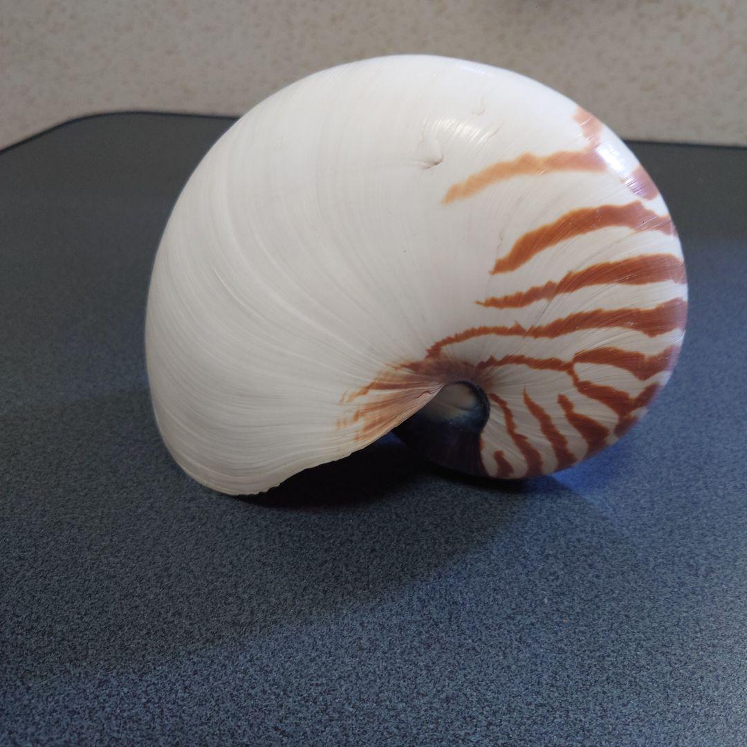 オウムガイの殻 3個セット