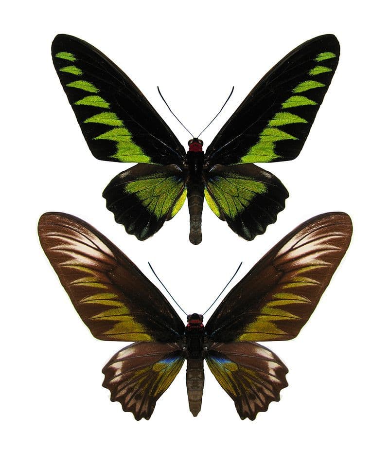 【蝶の標本】　アカエリ トリバネ アゲハ　雄雌1対