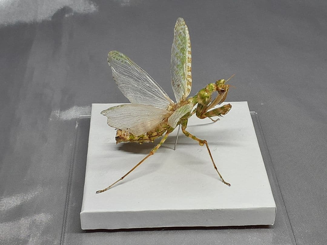 アザミカマキリ雌　立体標本