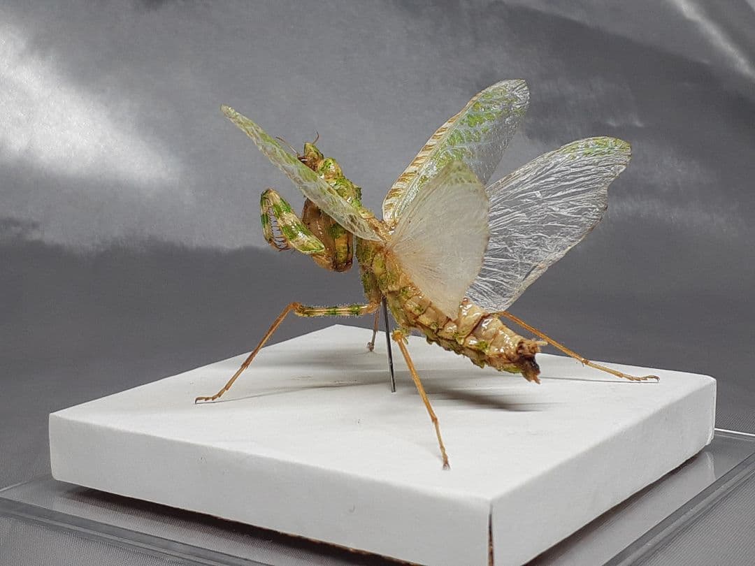 アザミカマキリ雌　立体標本