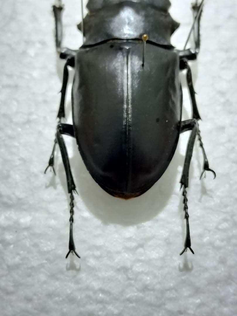 大型クワガタ・カブトムシ３種標本セット