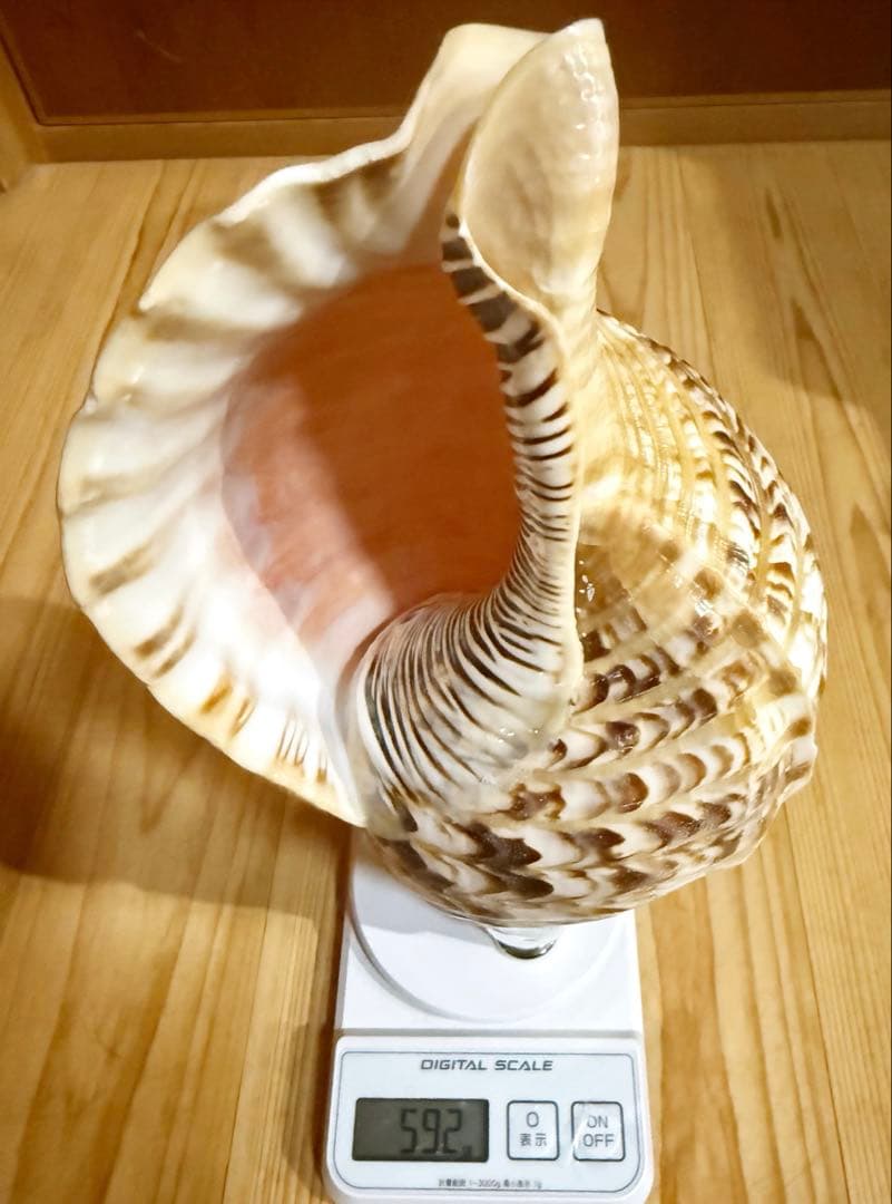 コンパクト修験道法螺貝　山伏　密教　魔除け　熊よけ❣️ホラガイ　ほら貝