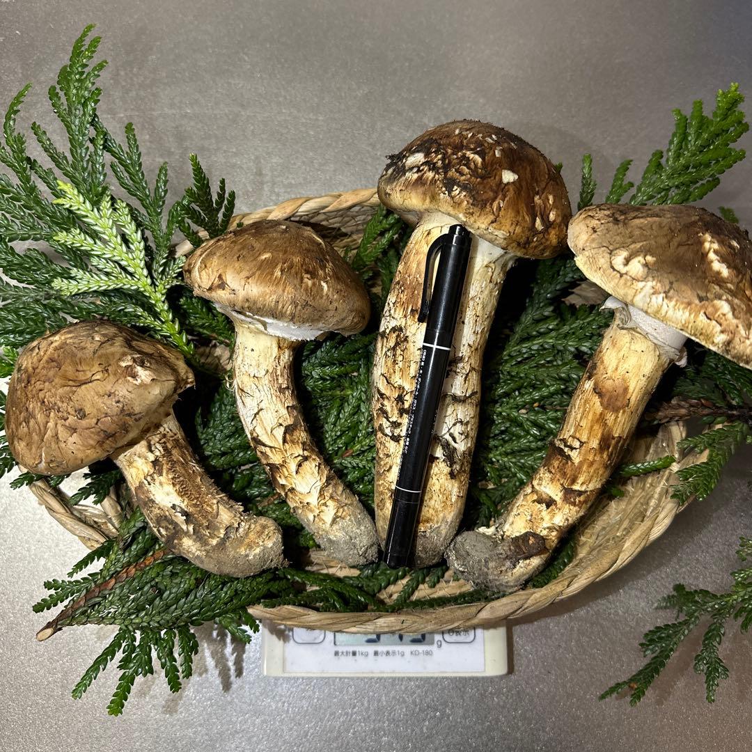 国産天然松茸‼️500g‼️10／18朝採れ‼️