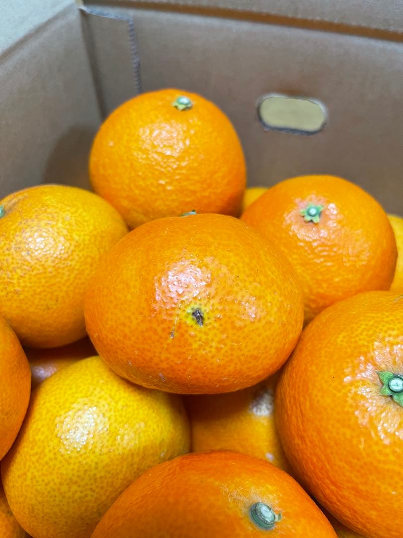 紅まどんな(5.5kgx2箱)・訳あり