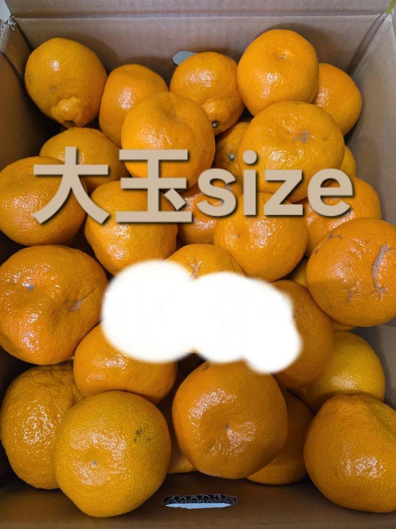 大玉4·5kg 　品種中生・訳あり和歌山みかん