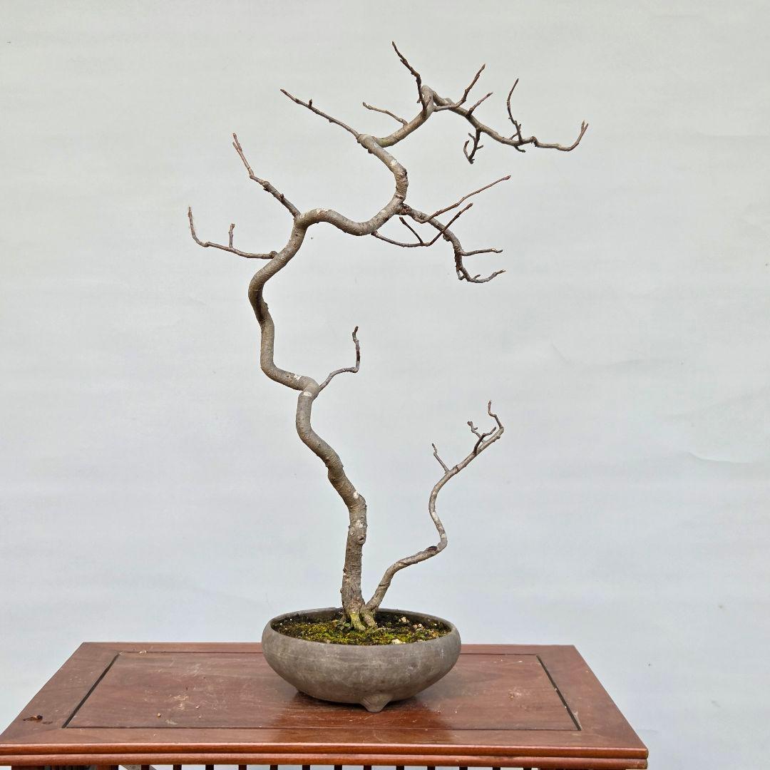 日本カマツカ　[双幹文人風木]　中品盆栽