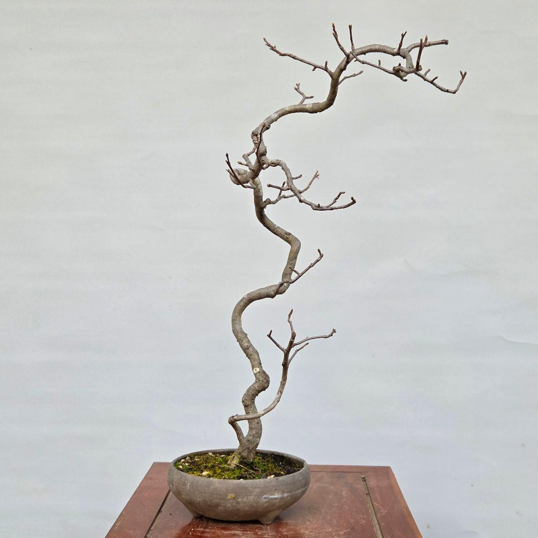 日本カマツカ　[双幹文人風木]　中品盆栽