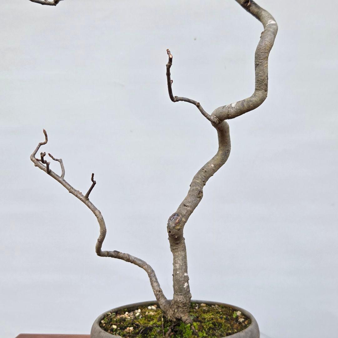 日本カマツカ　[双幹文人風木]　中品盆栽