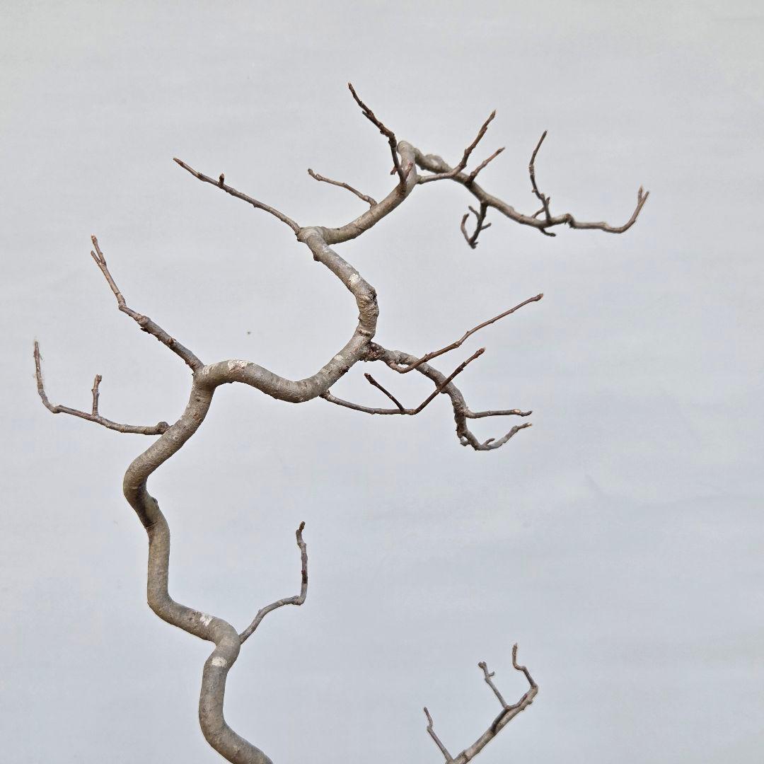 日本カマツカ　[双幹文人風木]　中品盆栽