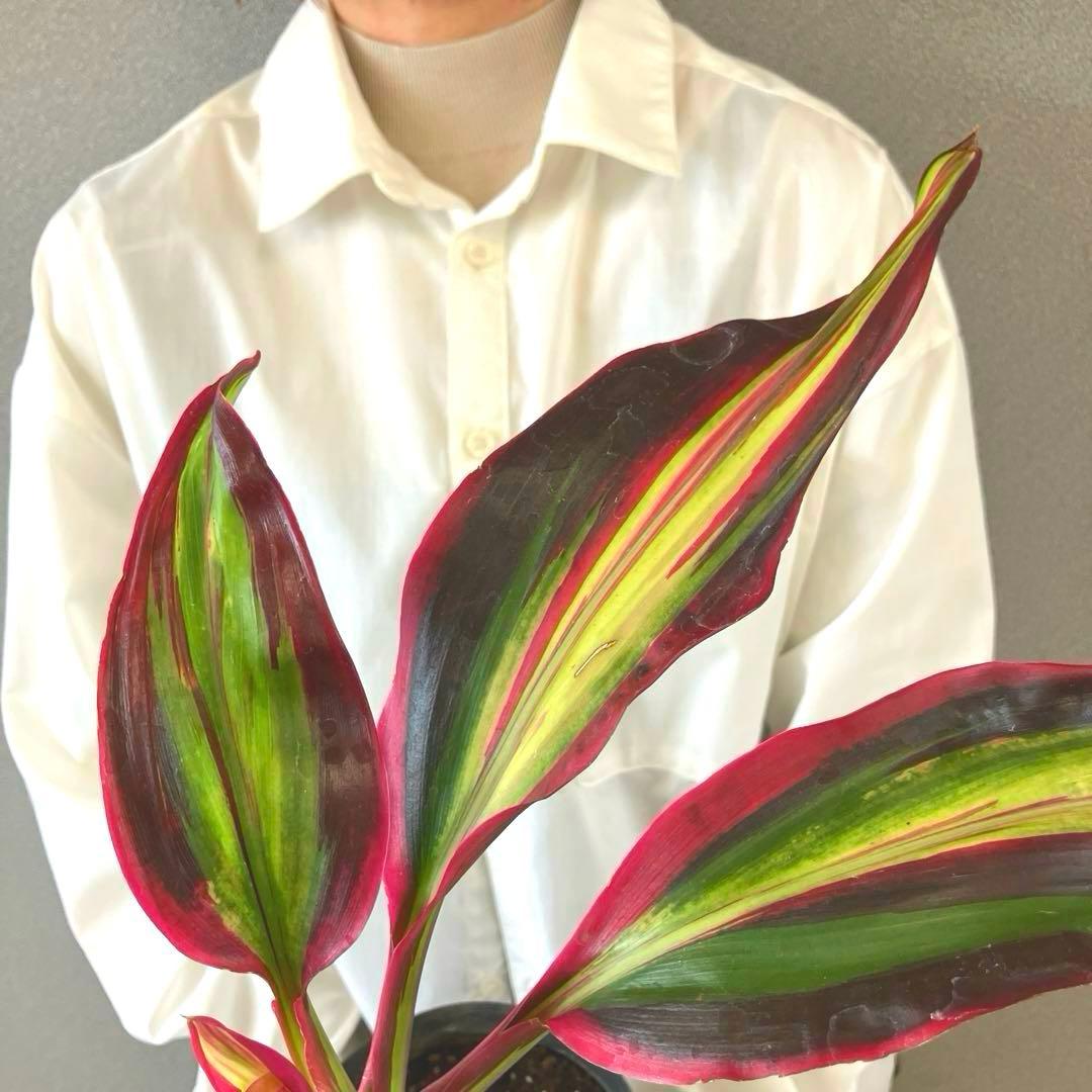 超希少❗️コルジリネ　ビリオンダイアモンド✨