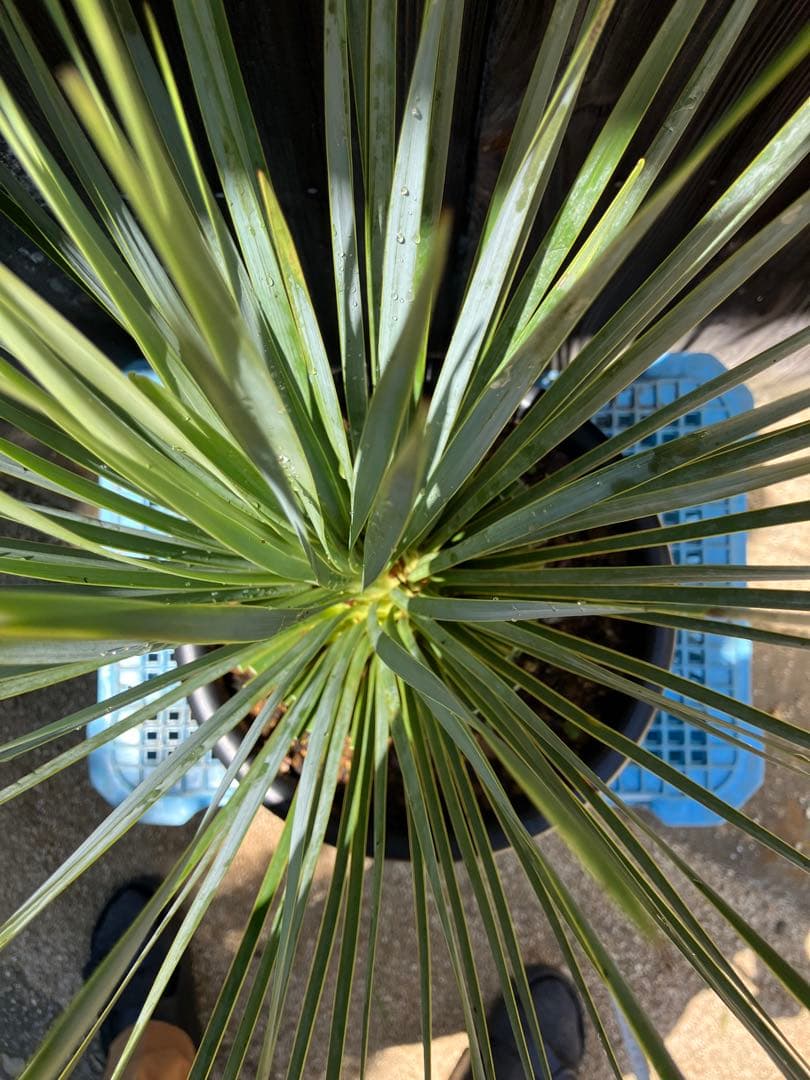 ユッカロストラータ　実生　掘り上げ3 養生済み
