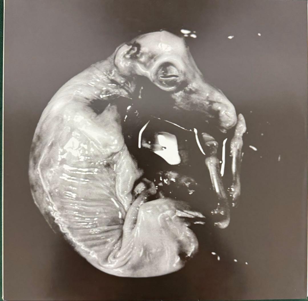 SLIPKNOT レコード　color vinyl