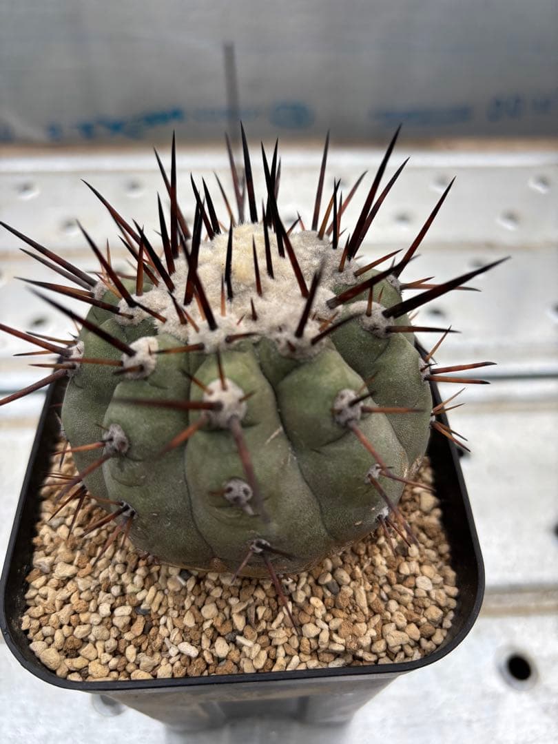 サボテン　黒王丸　台付