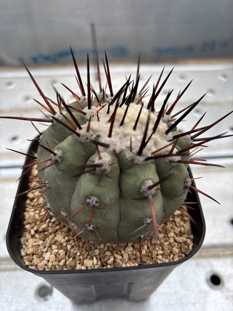 サボテン　黒王丸　台付