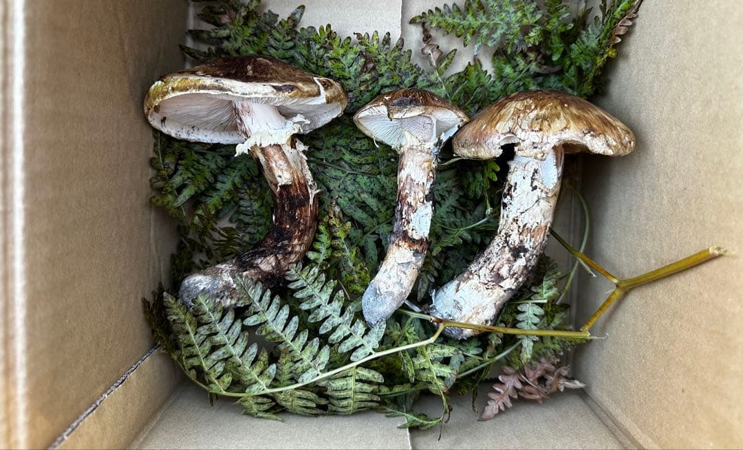 11/5午前中採取　岩手県　岩泉産　天然松茸　150g