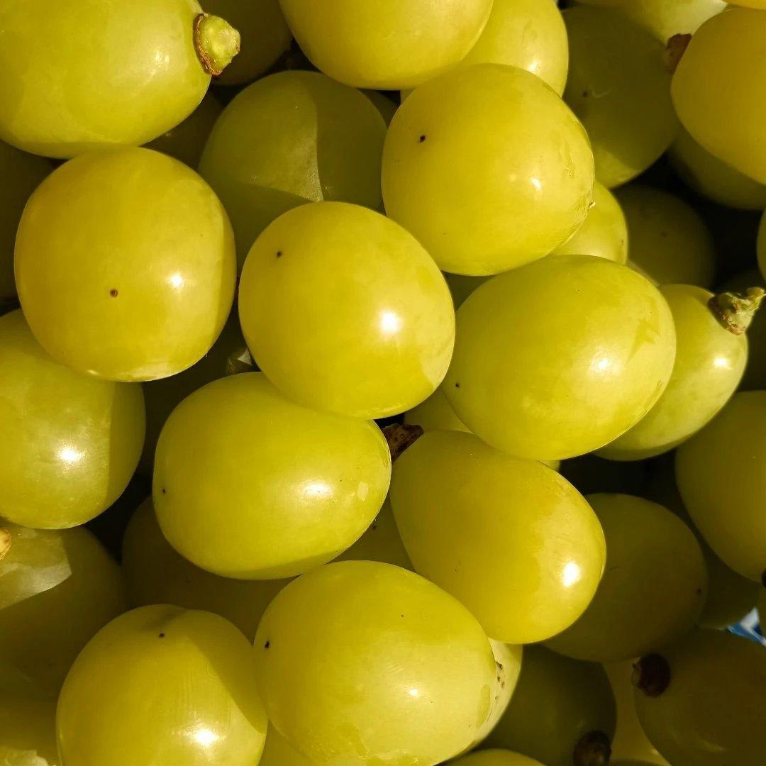 シャインマスカット増量の、完熟多め入り徳用5.5キロの粒バック入りになります。