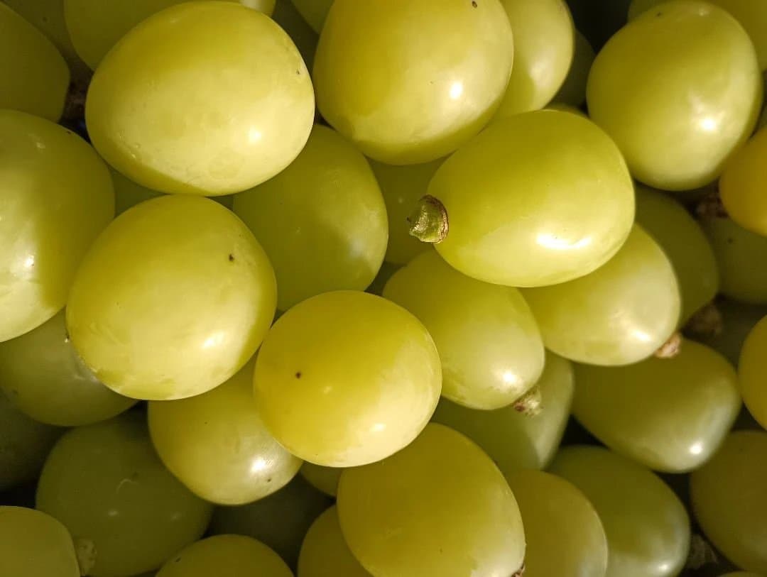 シャインマスカット増量の、完熟多め入り徳用5.5キロの粒バック入りになります。