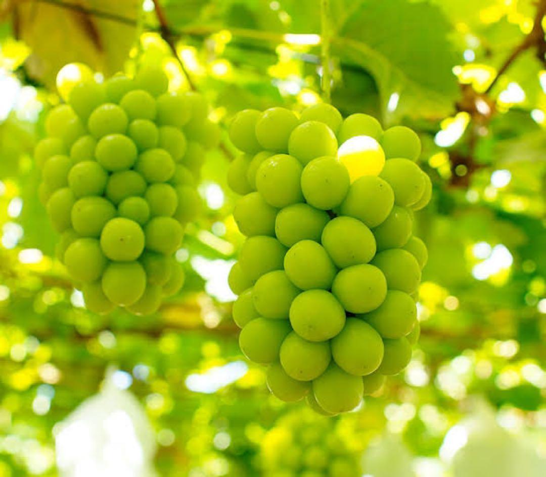 コ*ク様 【岡山県産】 5kg 秀品 高級シャインマスカット 甘～い!大粒 7〜