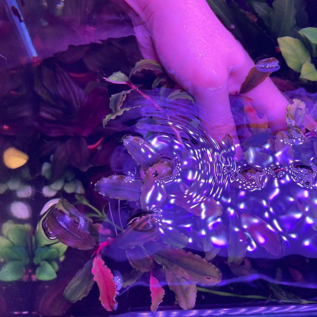 水草 Bucephalandra sp. Melawi Blue