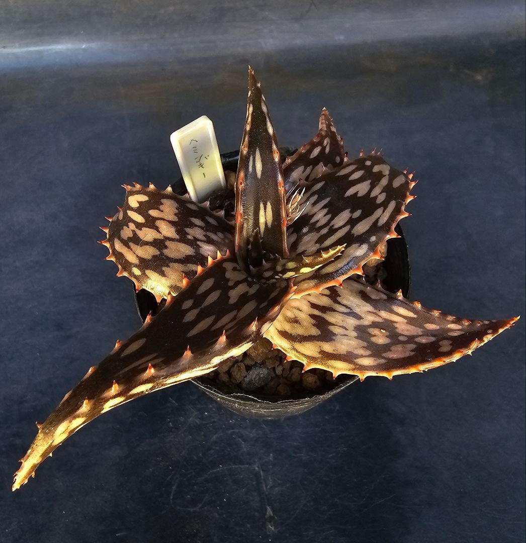 速達発送☆多肉植物 アロエ属 ヘミンギー