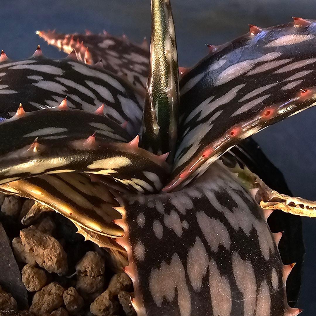 速達発送☆多肉植物 アロエ属 ヘミンギー